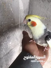  11 كوكتيلات اليفة زق يدوي للبيع