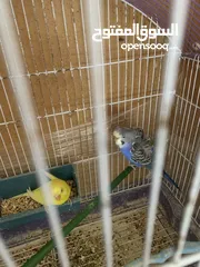  4 جوزين حب هوجو رومو مع أقفاصهم للبيع او بدل