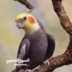  5 كوكتيل أليف آمن على الأطفال قابل للتعلم والكلام عمر صغير اقرأ الوصف