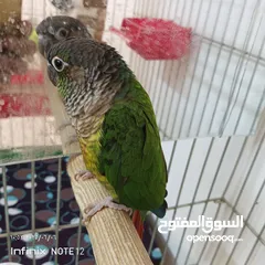  3 ببغاء جرين شك أليف