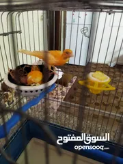  7 جوز كنار مع فرخين