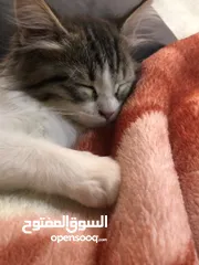  6 بيع قطه انثى