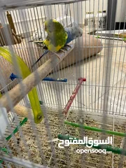  5 إقرأ الوصف