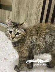  2 قطط هيمالايا عمرهن 10 شهور الاثنتين للتبني