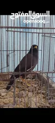  3 متوفر   فرخين  طيور  مينا   زق  يدوي