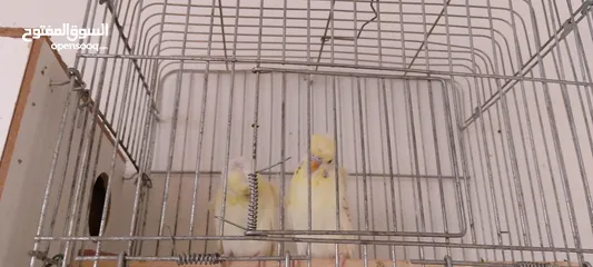  4 جوز هوقو رومو بصلاة عل نبي