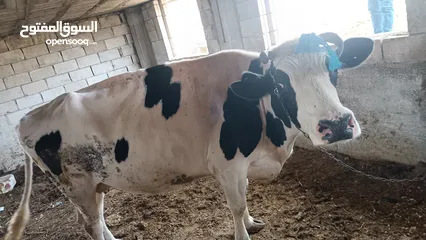  6 بقرة بطن ثالث للبيع