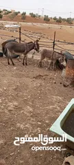  2 حمارات للبيع