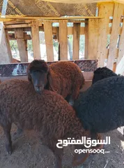  1 اربع خرفان نخب نخب اعمار 3شهور صحه ممتازه توب توب