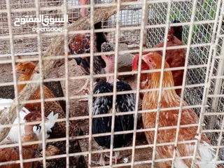  1 للبيع دجاج عماني سعر الحبه ريال