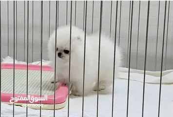  2 جراء بوميرانيان جميلة
