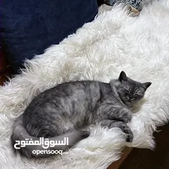  5 قطة شيرازيه بيكي فيس