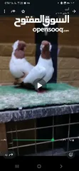  4 جوز ارباش اصفر شغال مكفول
