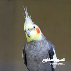  2 مطلوووب كوكتيل اليف