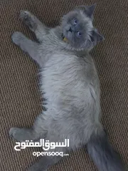  2 ذكر هملايا  عمرو 4شهور نضيف كتير وما شاء الله عليه