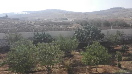  25 مزرعة مع بيت لقطة للبيع