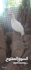  1 حجل للبيع ذكور عدد2 واحد ابيض  واجد بلدي