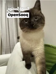  2 Himalayan cute cat