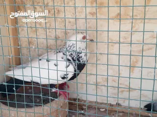  4 جوز كشامره مع فراخهن مع القن والمشربيه للبيع ب12دينار