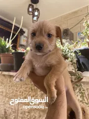  3 ‎ للبيع: جراء شيواوا صغيرة الحجم – شكل فاخر