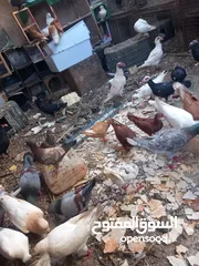  7 حمام مشكل 70 جوز