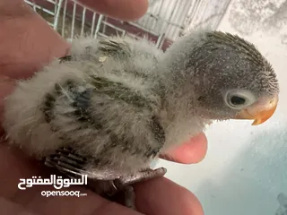  3 طيرة انجليزي رمادية ومخاليف فيش. وفراخ روز للزق اليدوي. الرجاء قراءة الوصف