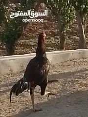  9 دجاج باكستاني