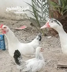  2 دجاج عماني كوشن