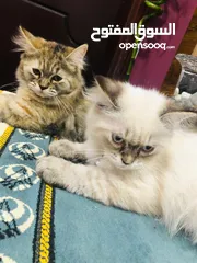  3 Cat for adoption (rag doll and persian)