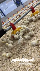  24 مستلزمات مزارع الدواجن الحديثة