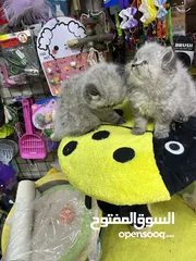  24 هملايا لينكس بيور لعب تابع الوصف بعناية مهم متابعة الوصف عروض حقيقية بمناسبة العرض
