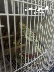  9 Cockatiel pair for SAR 350