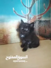  7 Britch/Scottch cat.. 2 months old