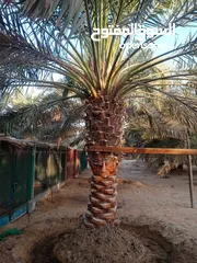  28 Date Palm Trees
