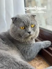  2 قطة سكوتر فولد