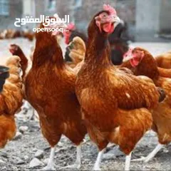  5 دجاج بلدي نضيف للبيع  7عدد