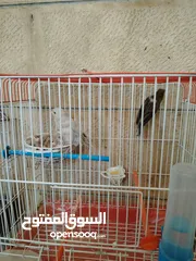  10 كناري جوز الذكر مقنبر زيتي مزبن الطيرة اغات سكني جاهزة فول لافا العش حبة طويلة منتجات