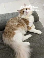  1 British Longhair Cat 100% Free Adoption