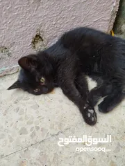  20 قطتين انثى للتبني نوع  هاف هملايا مكس بين هملايا و بلدي للتبني