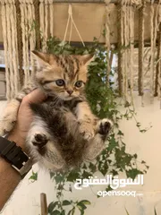  10 كتنز مكس سكوتش ستريت وبريتش فولد للبيع