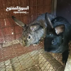  2 ارانب بلدي وفرنسي ذكريني وثلاث اناثي وفرخ
