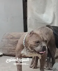  5 متاح أمريكان بولي بوكت