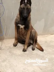  3 كلبه للبيع