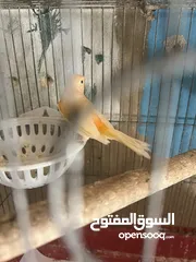  7 ثلث حبات كنار