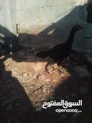  16 صيصان بكستاني قرا الوصف