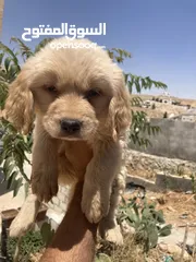  19 جولدن ريتريفر بريطاني آصلي  Golden retriever pure اعلى مستوى في الشرق الاوسط
