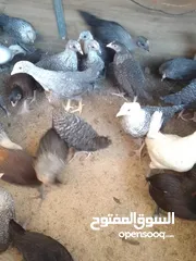  2 فرخات دجاج بلدي