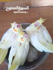  8 جوز ببغاء كوكتيل