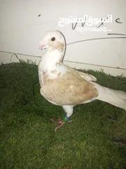  28 حمام كش للبيع كوم