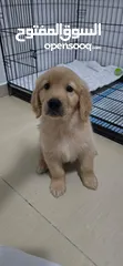  1 Golden Retriever King Size